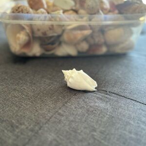 Perfect Seashell Package - All Shells Pictured